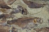Fossil Fish (Gosiutichthys) Mortality Plate - Lake Gosiute #68404-1
